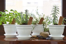 herbs on a windowsill