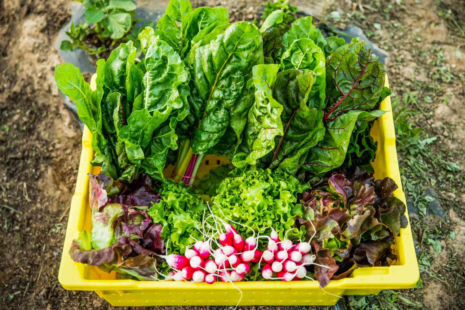 swiss chard and other vegetables