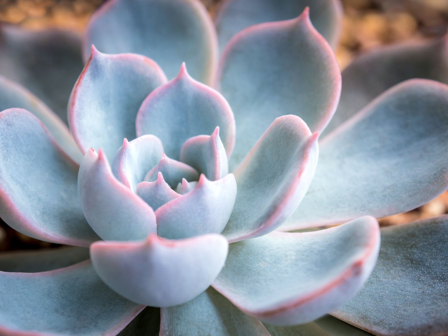 Close-up photo of Echeveria peacockii. 