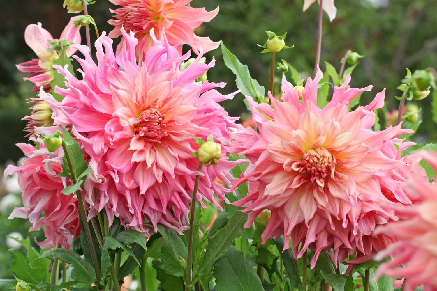 Closeup of blooming flowers with multiple layers of petals surrounded by green foliage and buds