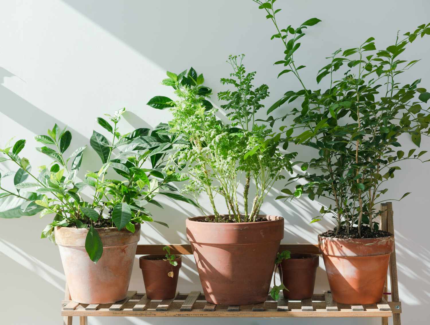 Potted plants arranged on a wooden shelf indoors