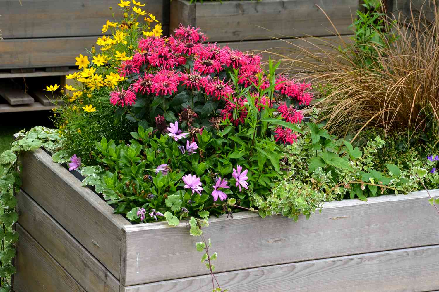 perennials in flower bed