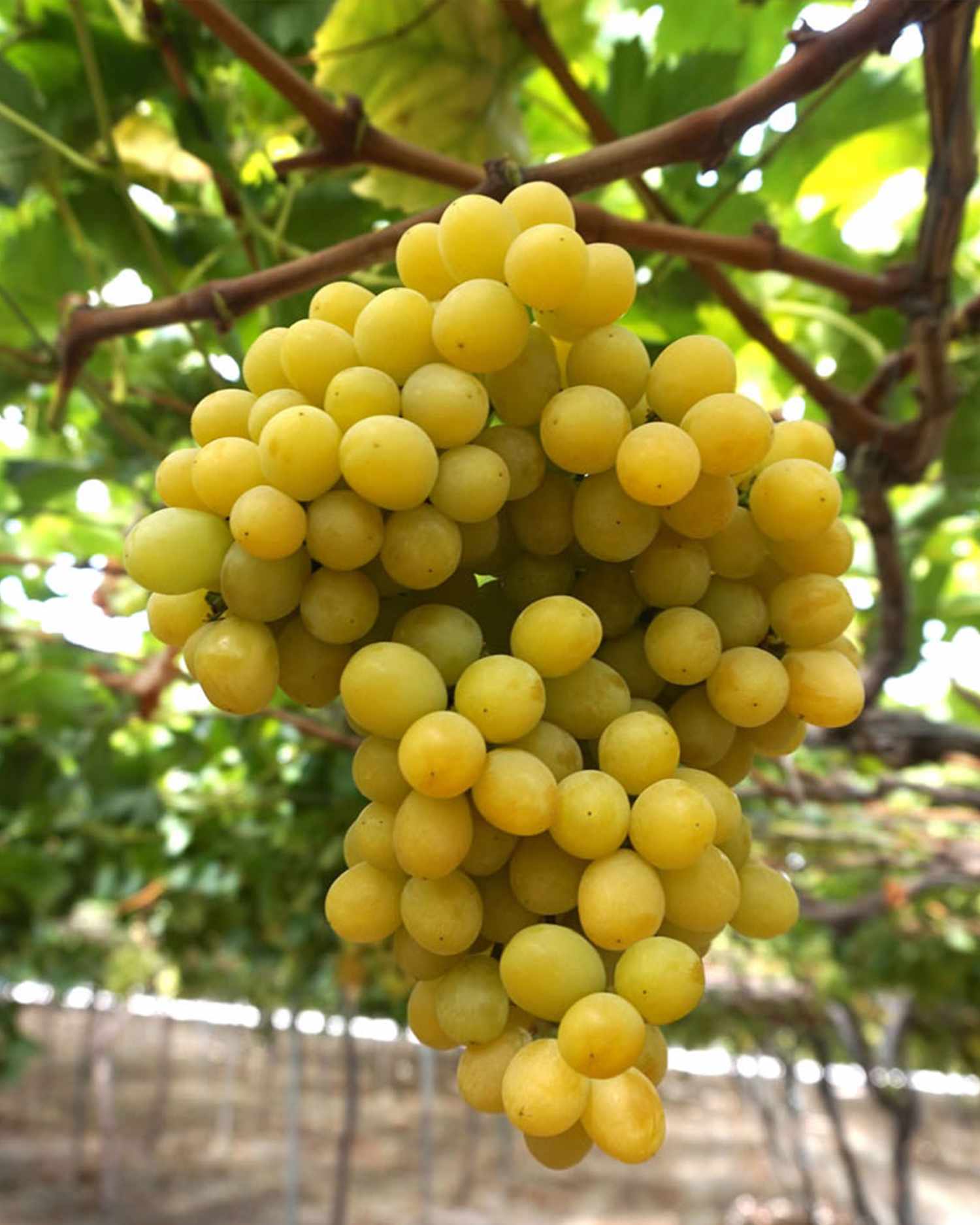 cotton candy grapes growing on a vine