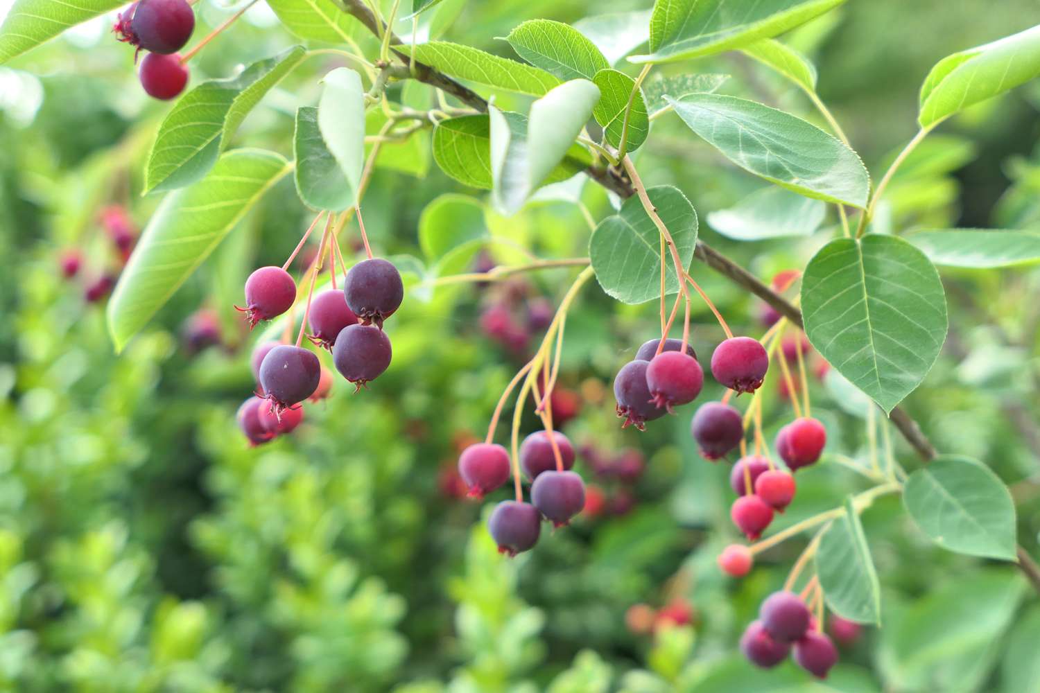 Saskatoon berries. Amelanchier tree branch