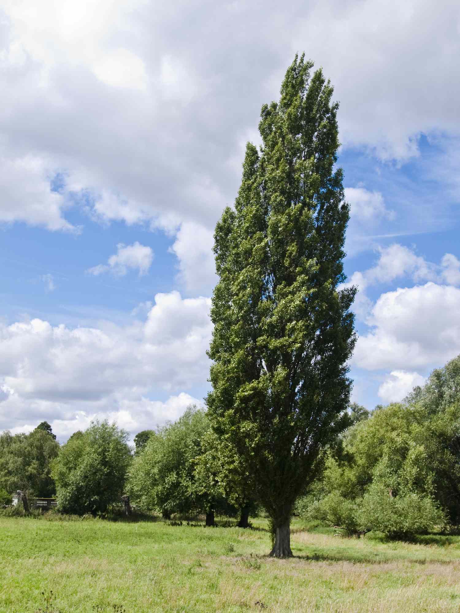 A tall tree standing in a grassy field with smaller trees in the background