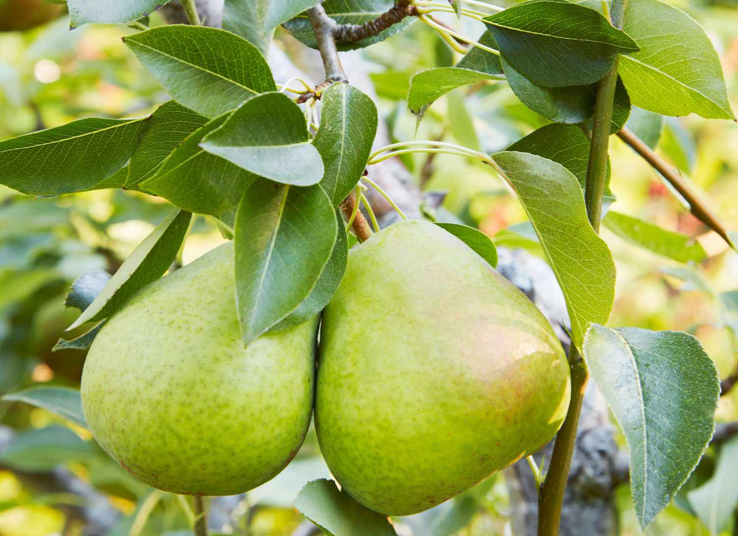 pears growing on a tree