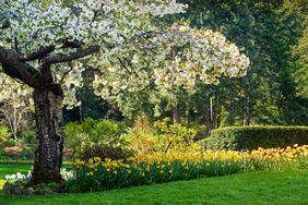 A spring garden landscape with a blooming tree and flowers