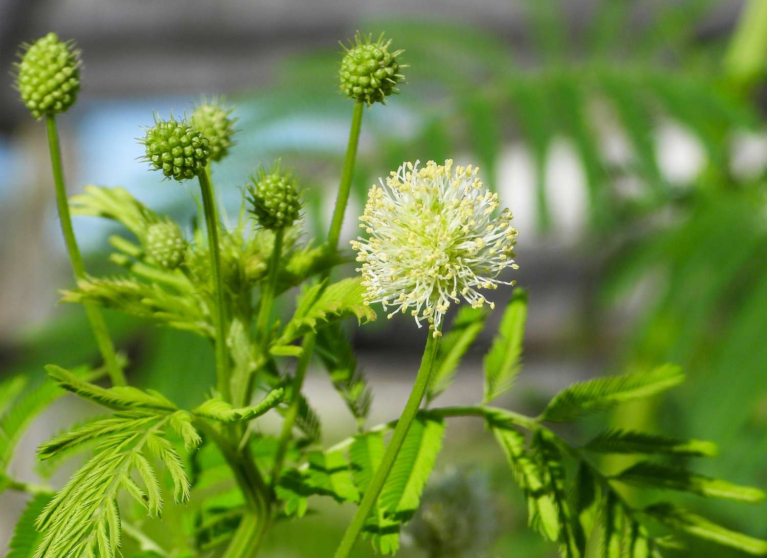 Illinois Bundleflower with light yellow bloom in garden