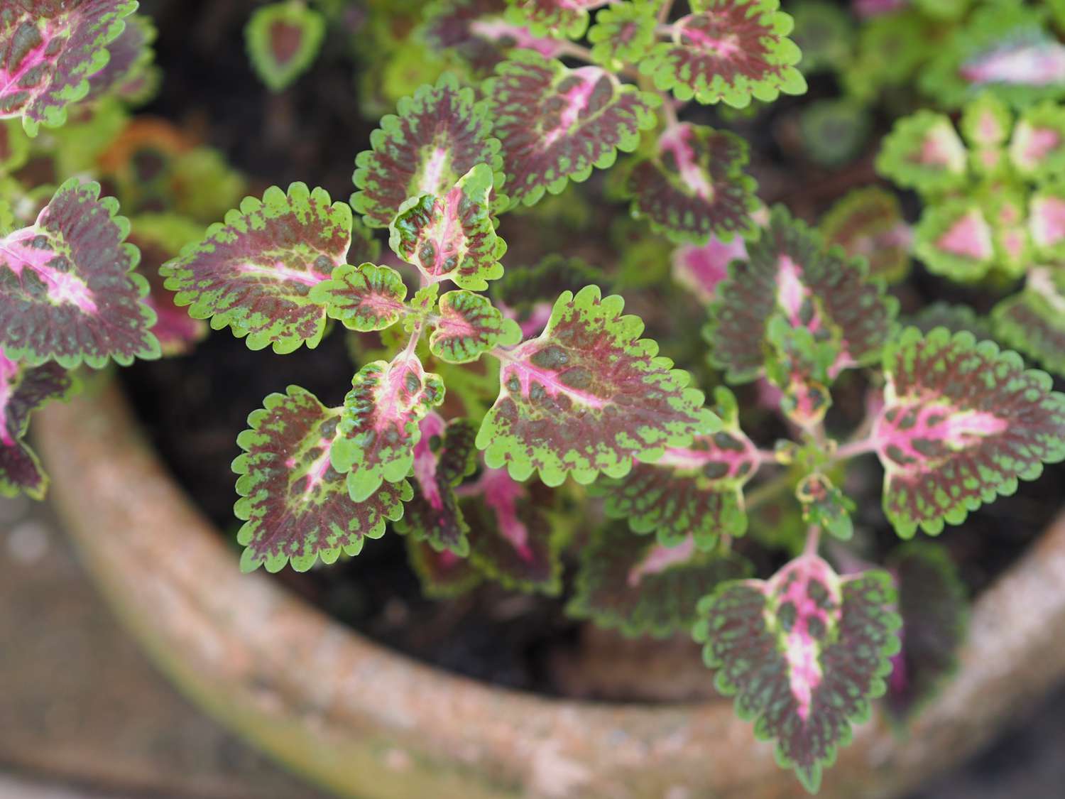 coleus