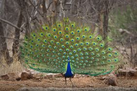 Indian Peafowl, or Peacock, displaying tail feathers.