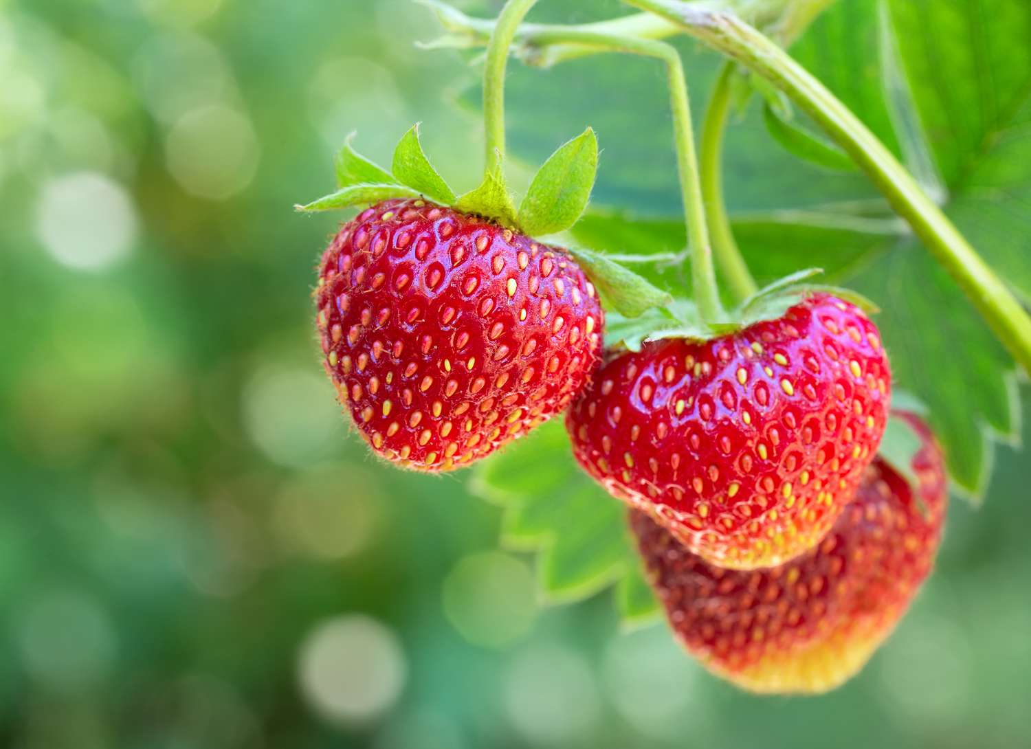 three strawberries on the vine