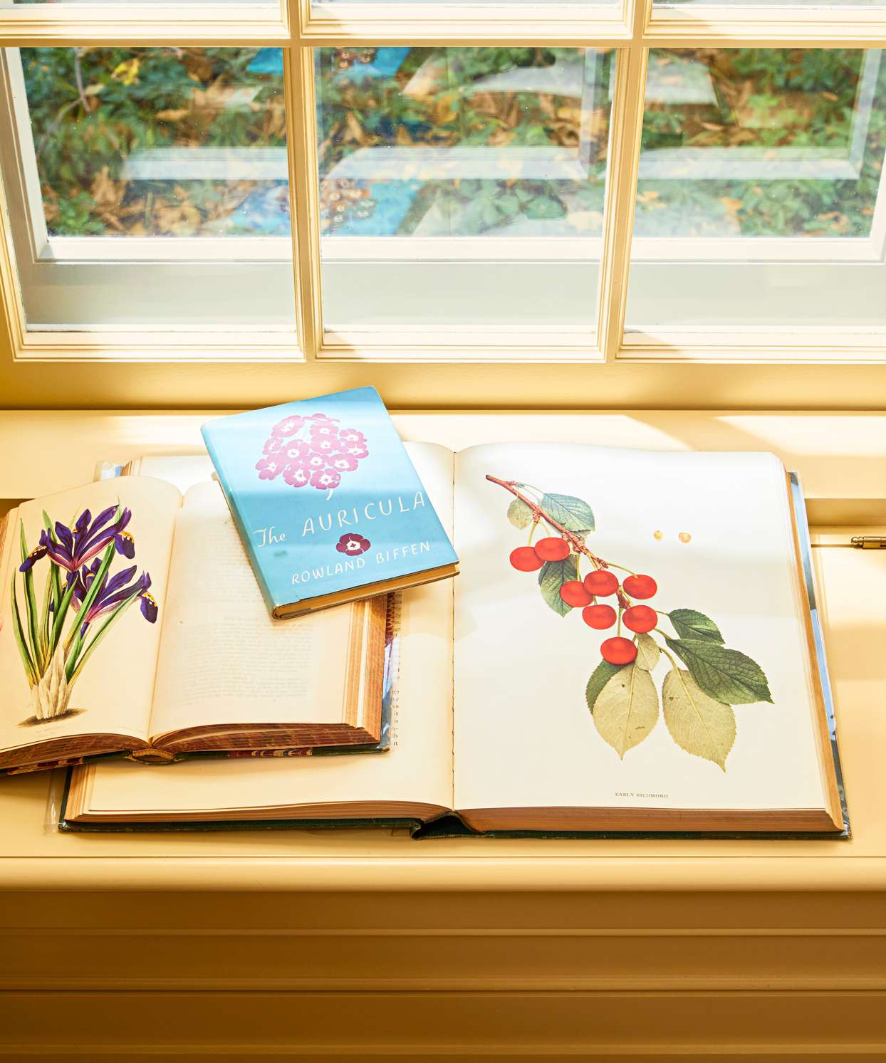 The Auricula garden book