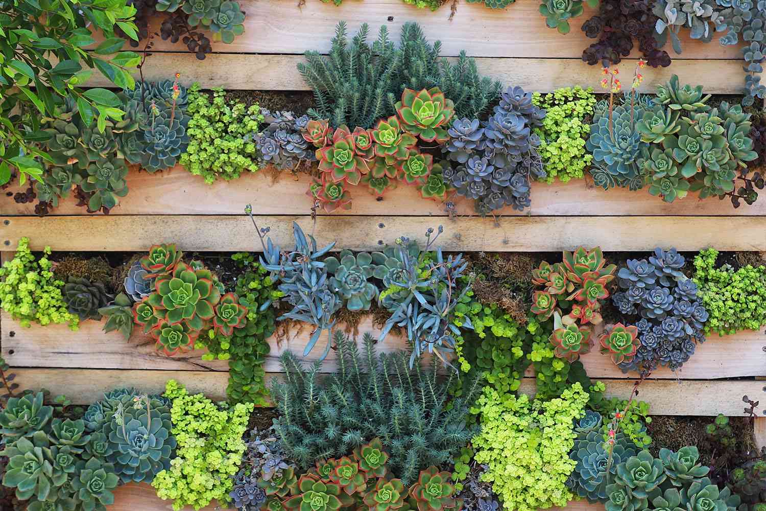 Succulent wall