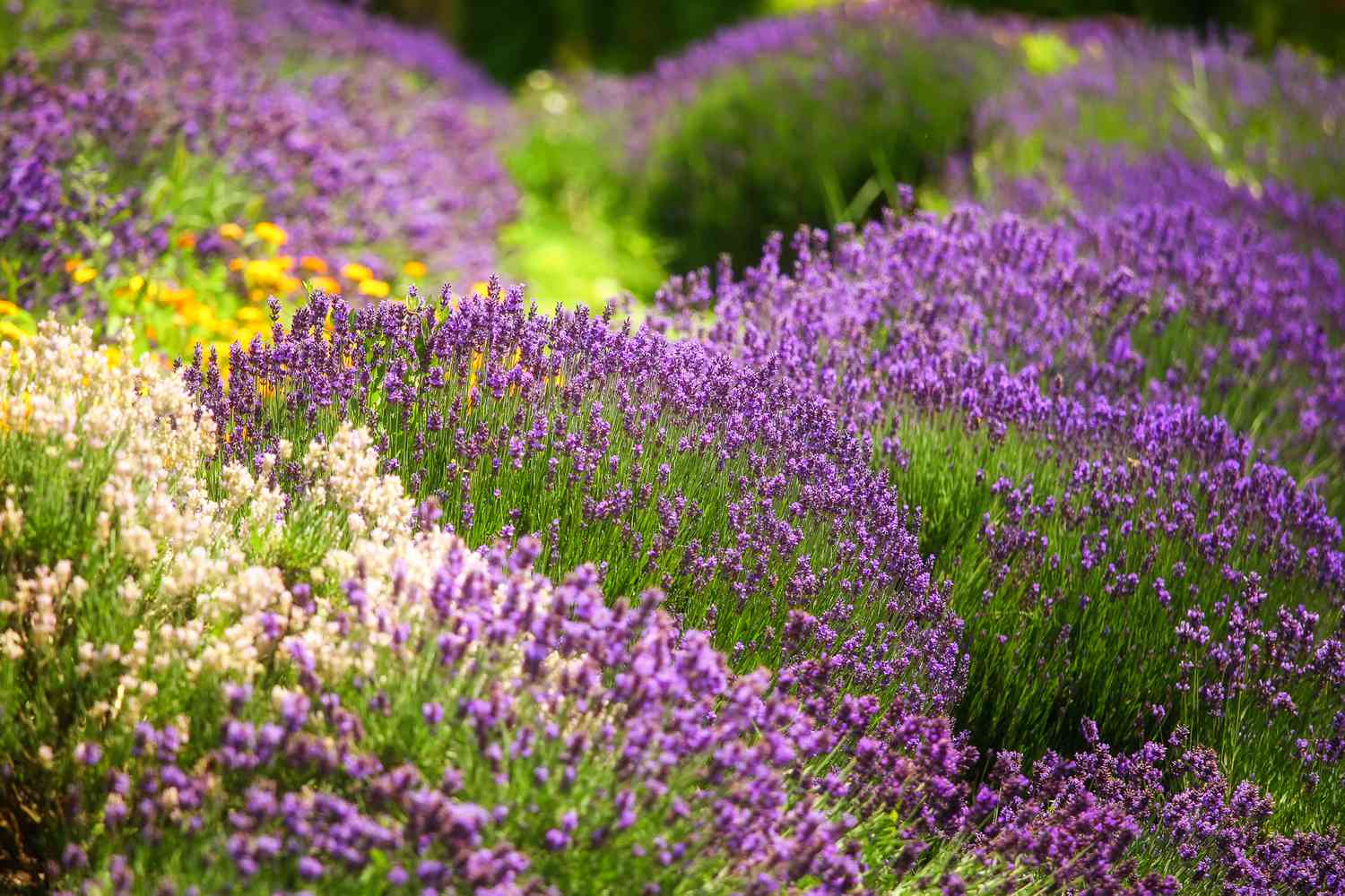 lavender flowers