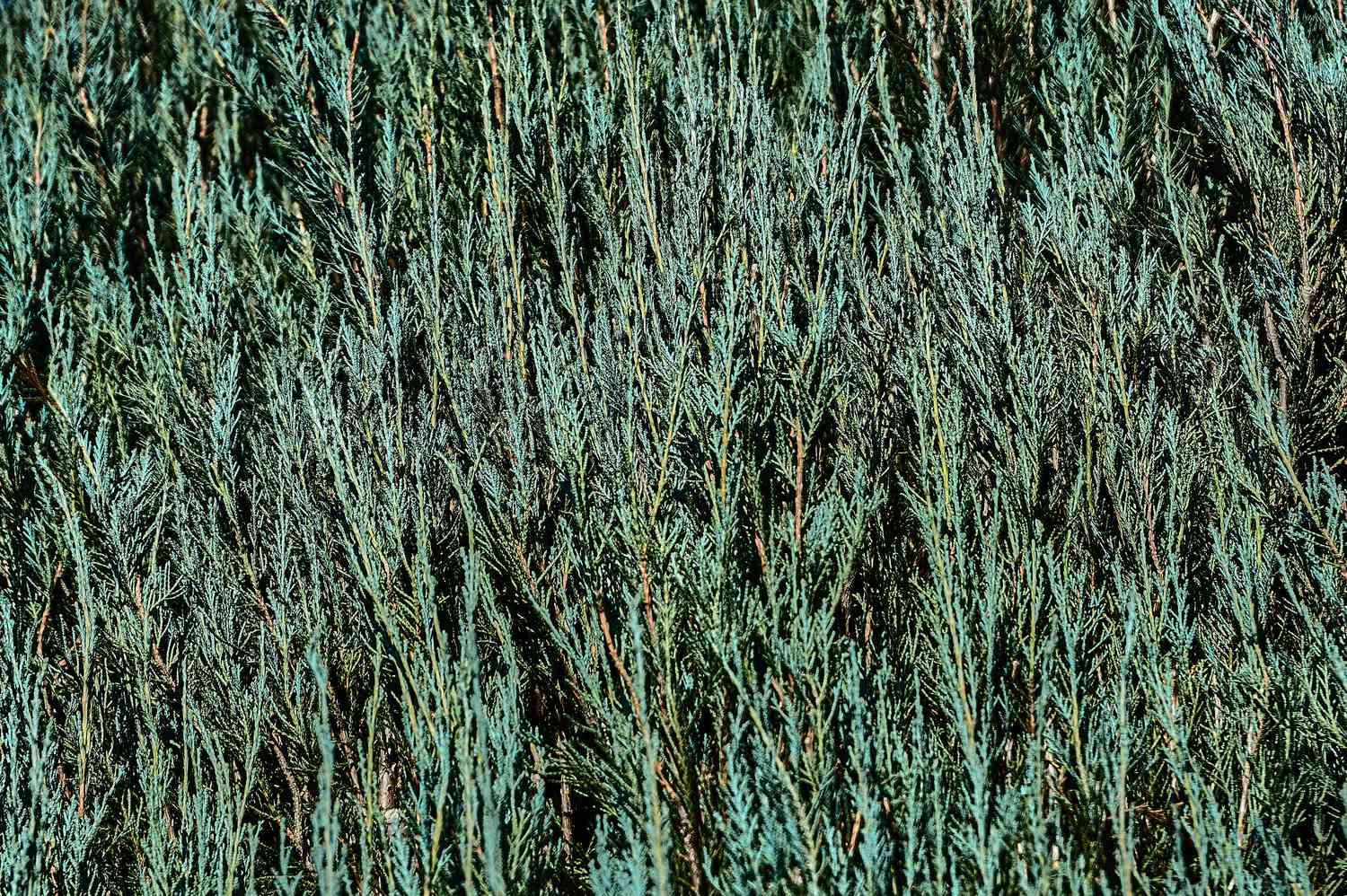 Skyrocket juniper tree