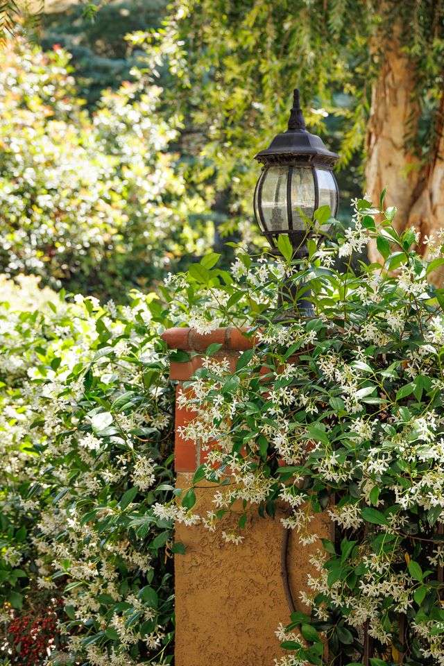 Garden scene with a lamp post surrounded by blooming jasmine flowers