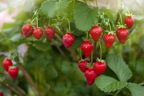 closeup of small red strawberries growing on green vines surrounded by brown stems and green leaves