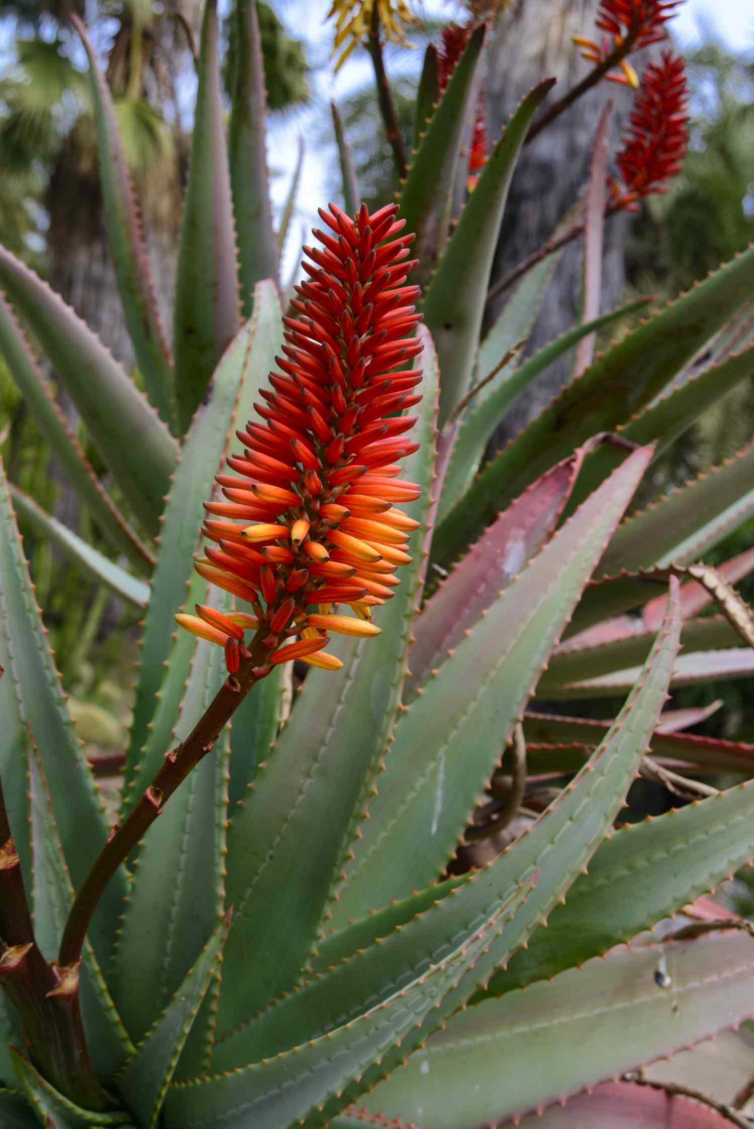 A flowering aloe vera plant 
