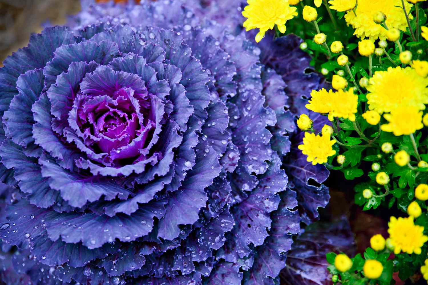 Ornamental cabbage