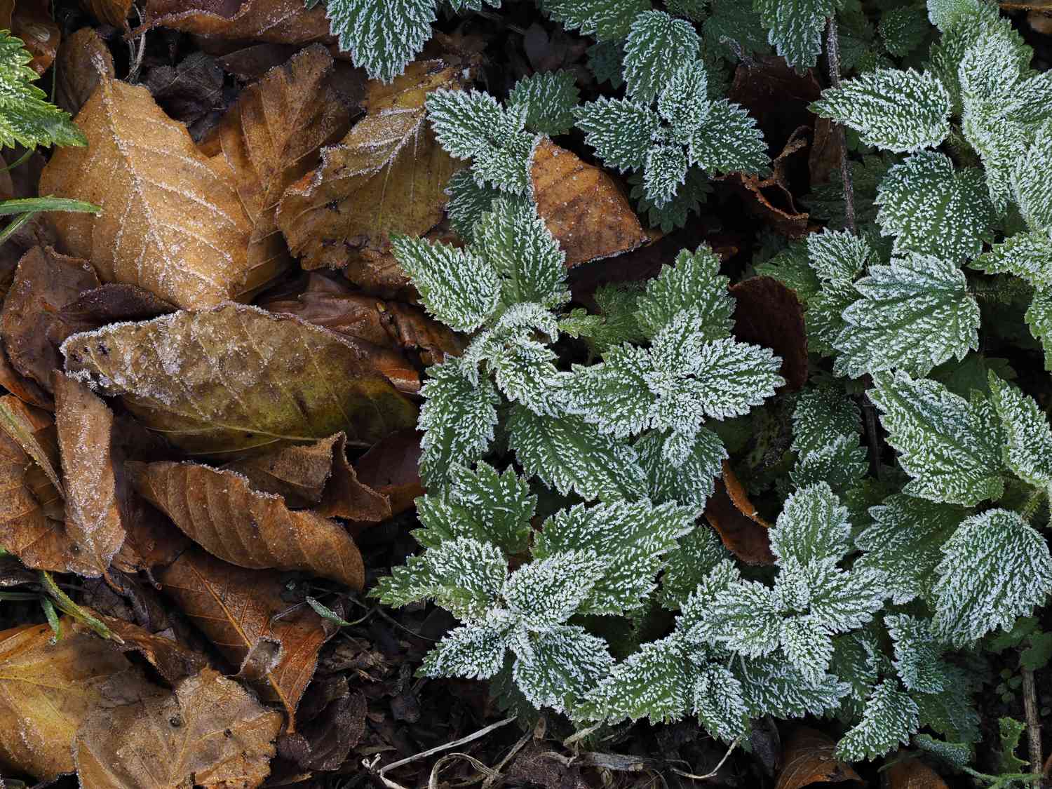 nettle in winter
