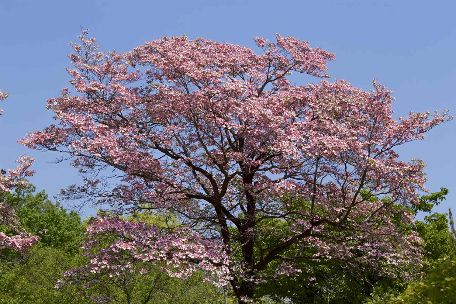 A flowering tree with pink blossoms and green foliage in the background