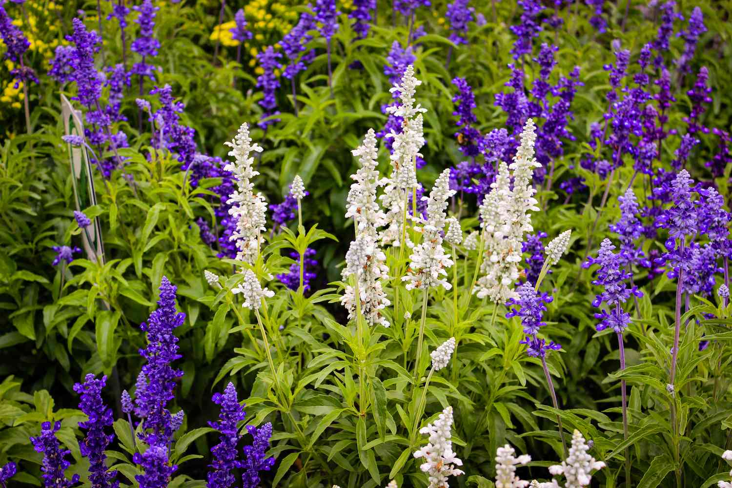 Salvia âAugusta Duelberg'
