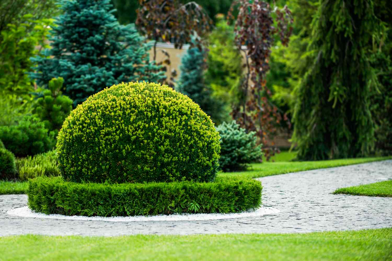 A landscaped garden featuring a trimmed bush a cobblestone pathway and various trees in the background