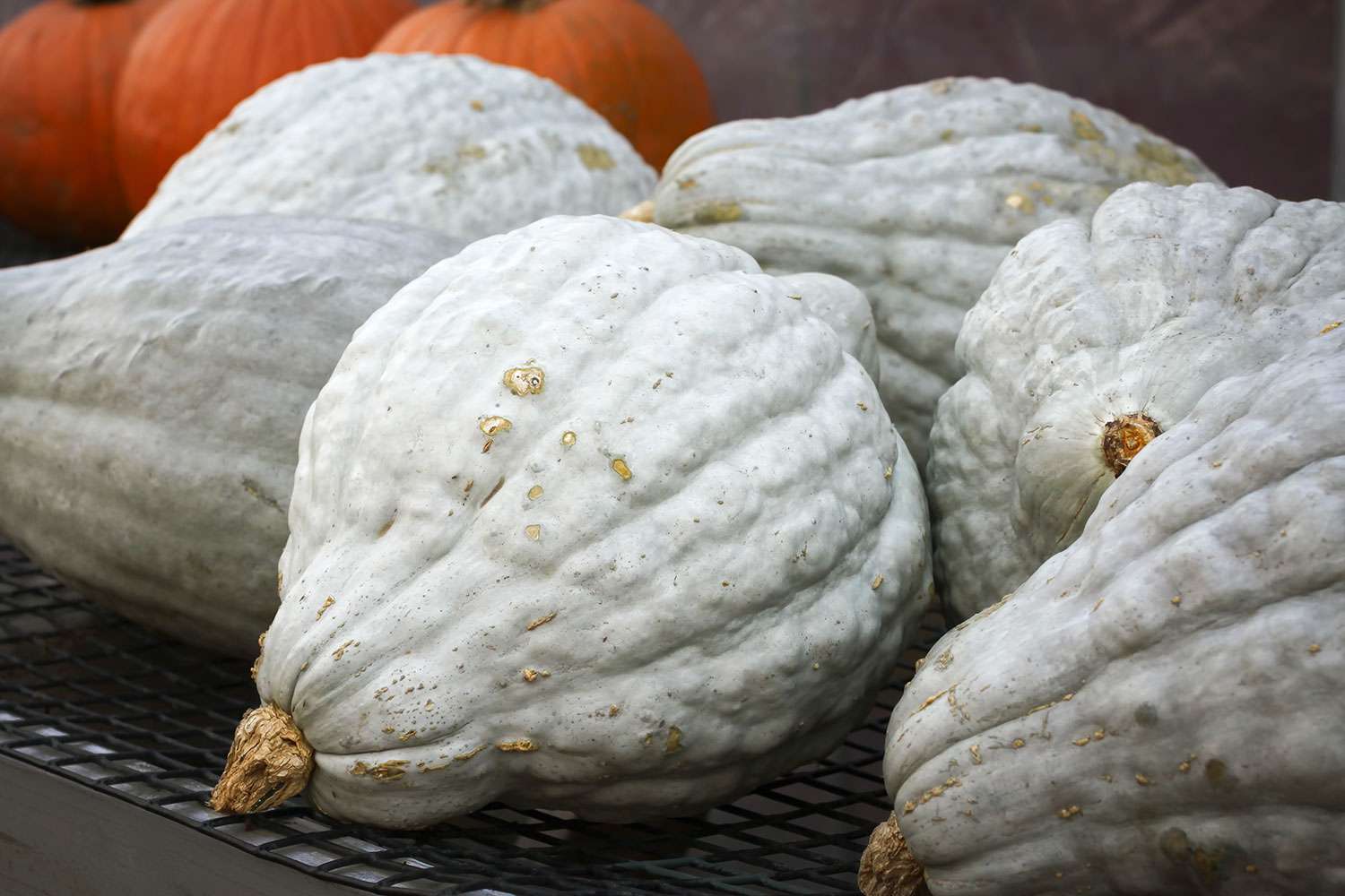 Hubbard Squash