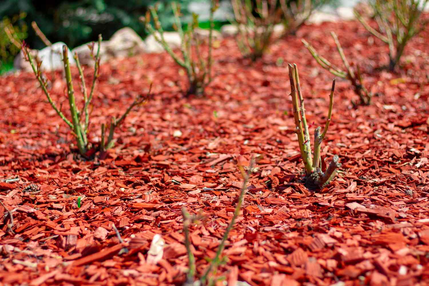 red mulch in garden 