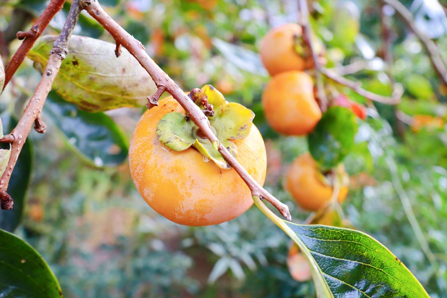 fuyu persimmon tree