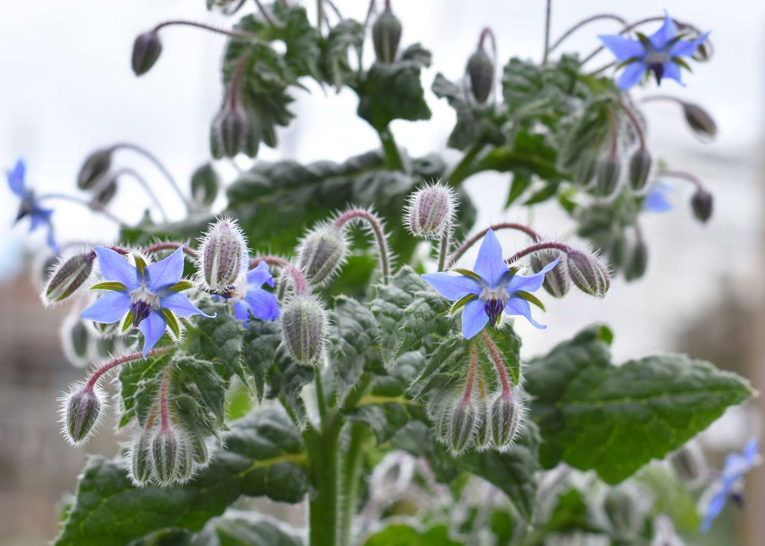 Borage flowers