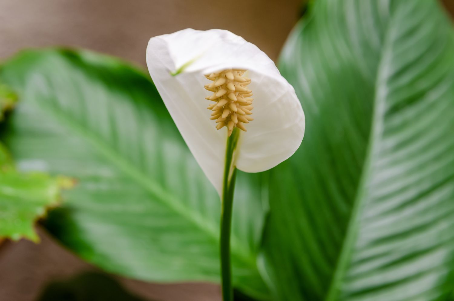 Sensation Peace Lily
