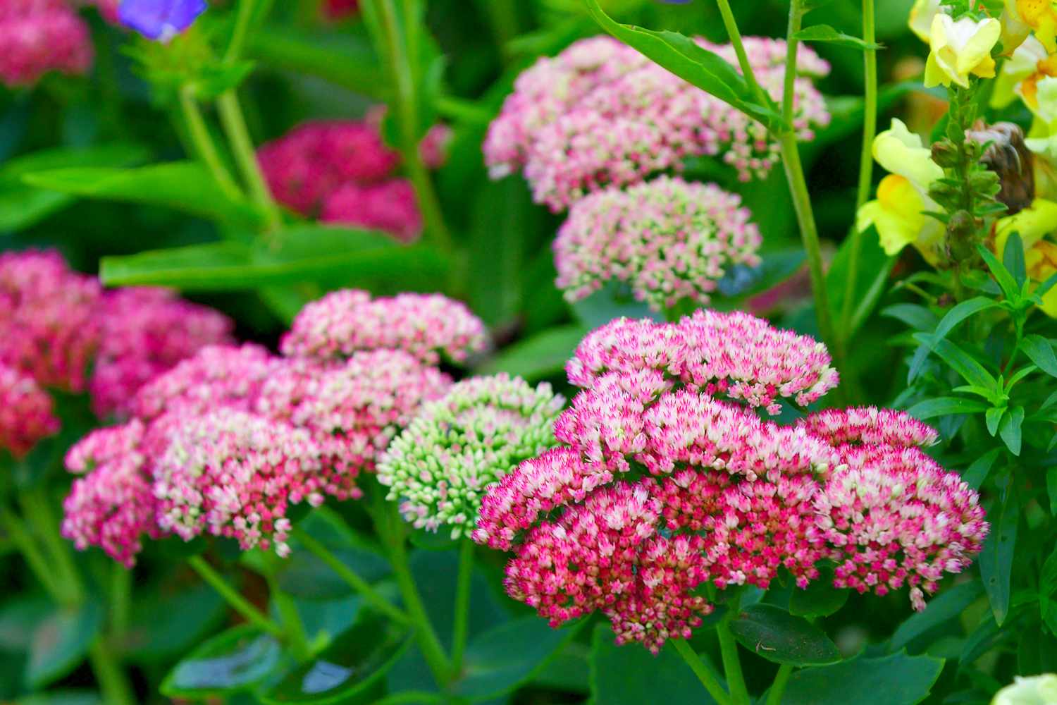Stonecrop flowers