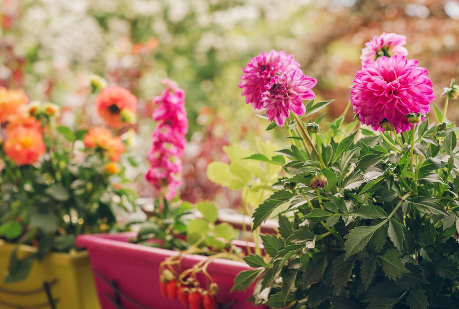 Potted flowering plants arranged outdoors vibrant blooms in planters