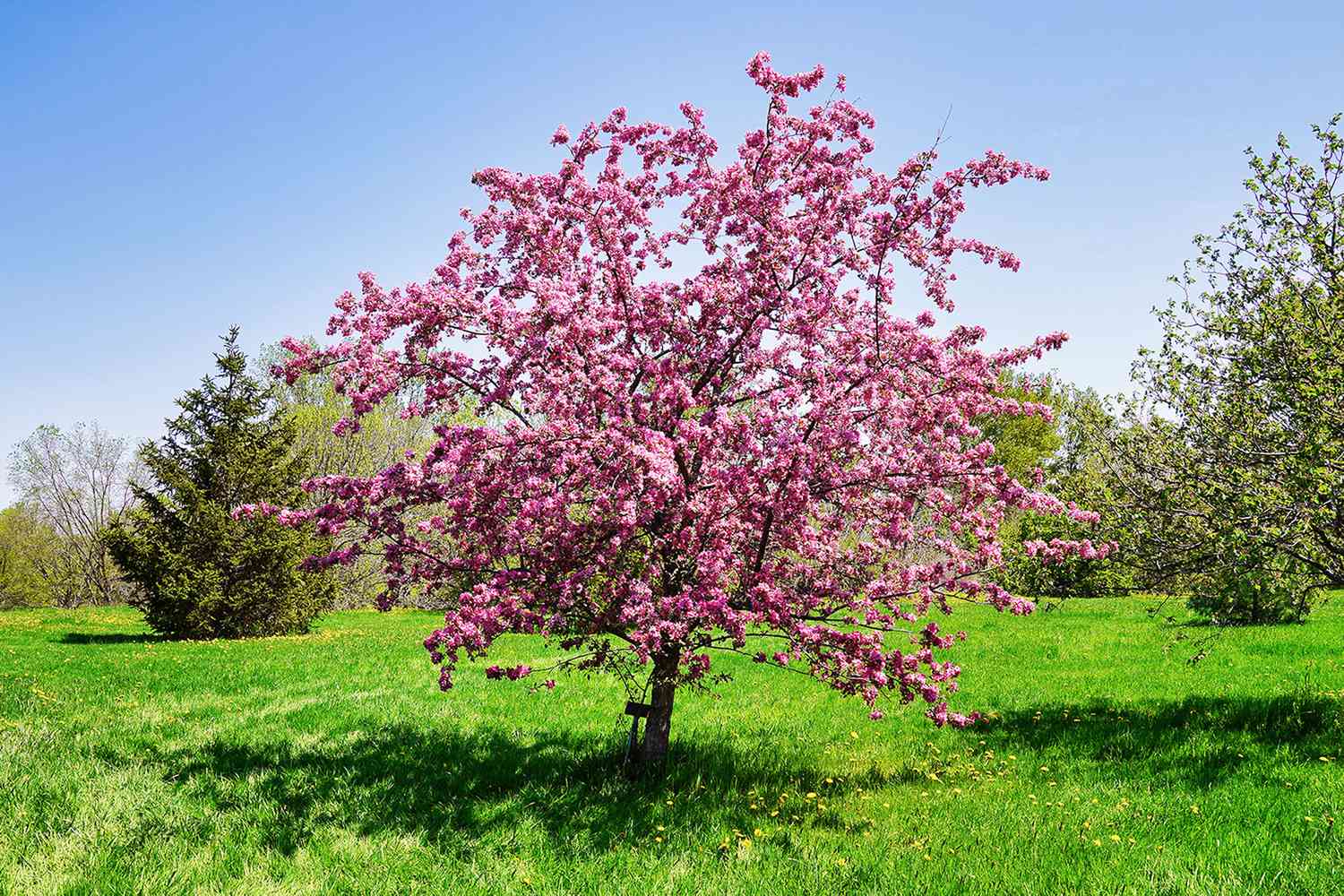 Crab apple tree in yard