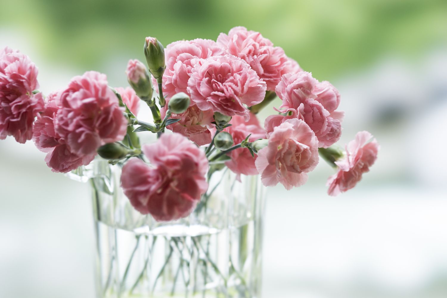 Pink carnations in a vase