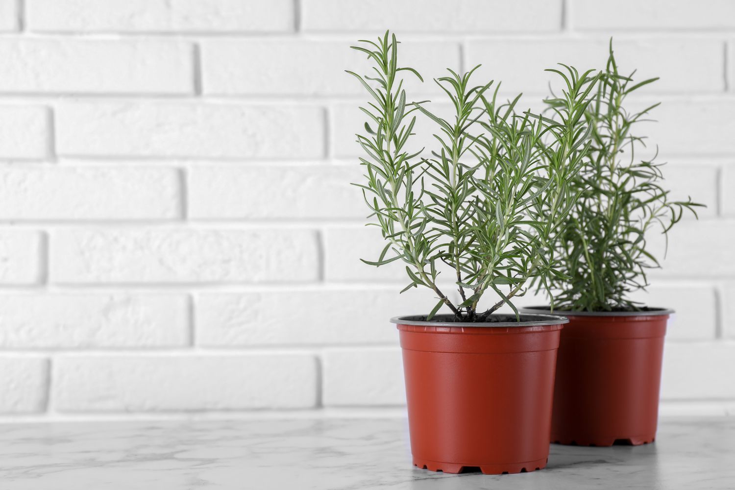 Beautiful green potted rosemary on white marble table