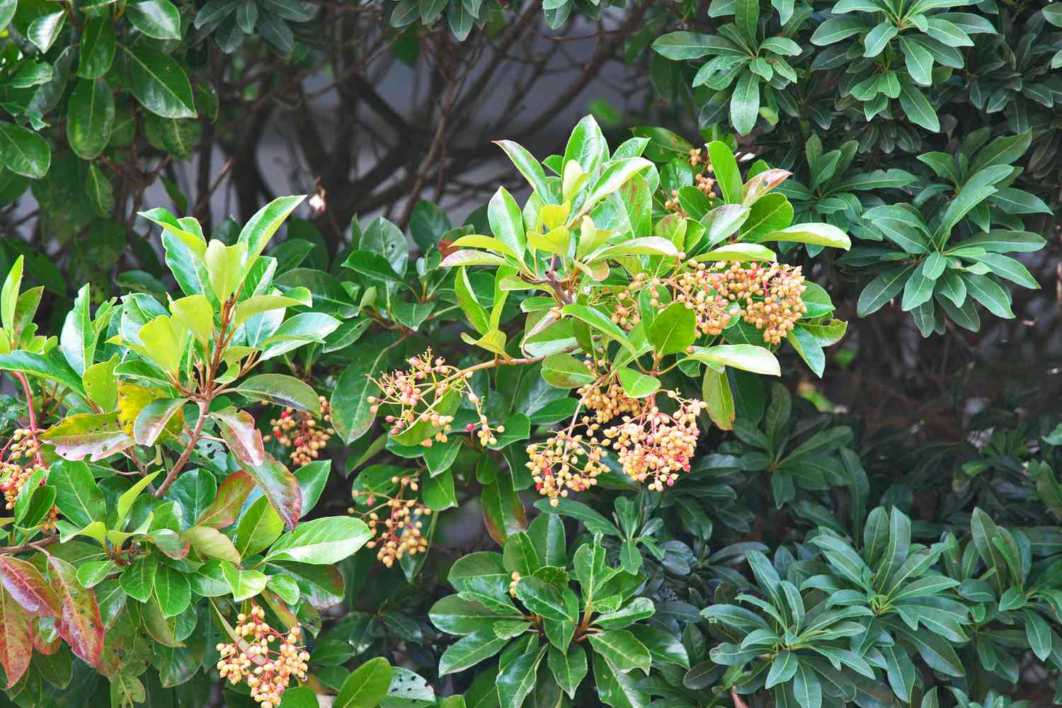 Viburnum odoratissimum