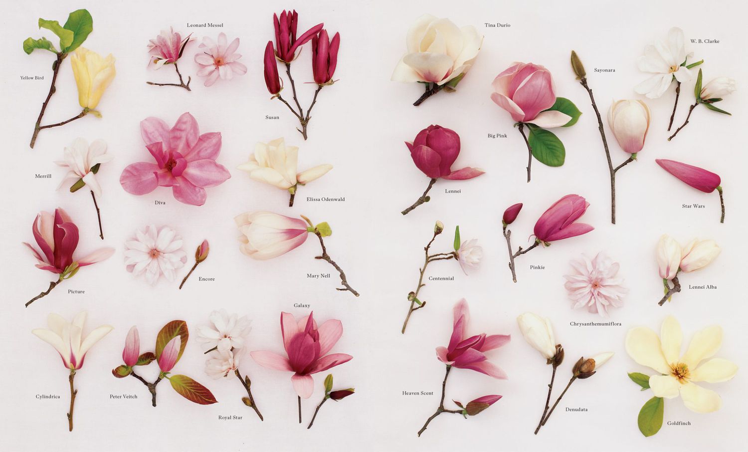 magnolia glossary