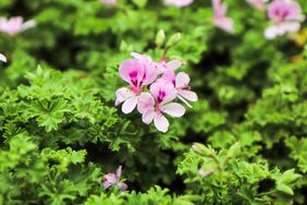pink flower on citronella plant