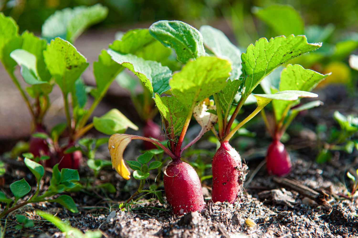 radishes growing in the garden