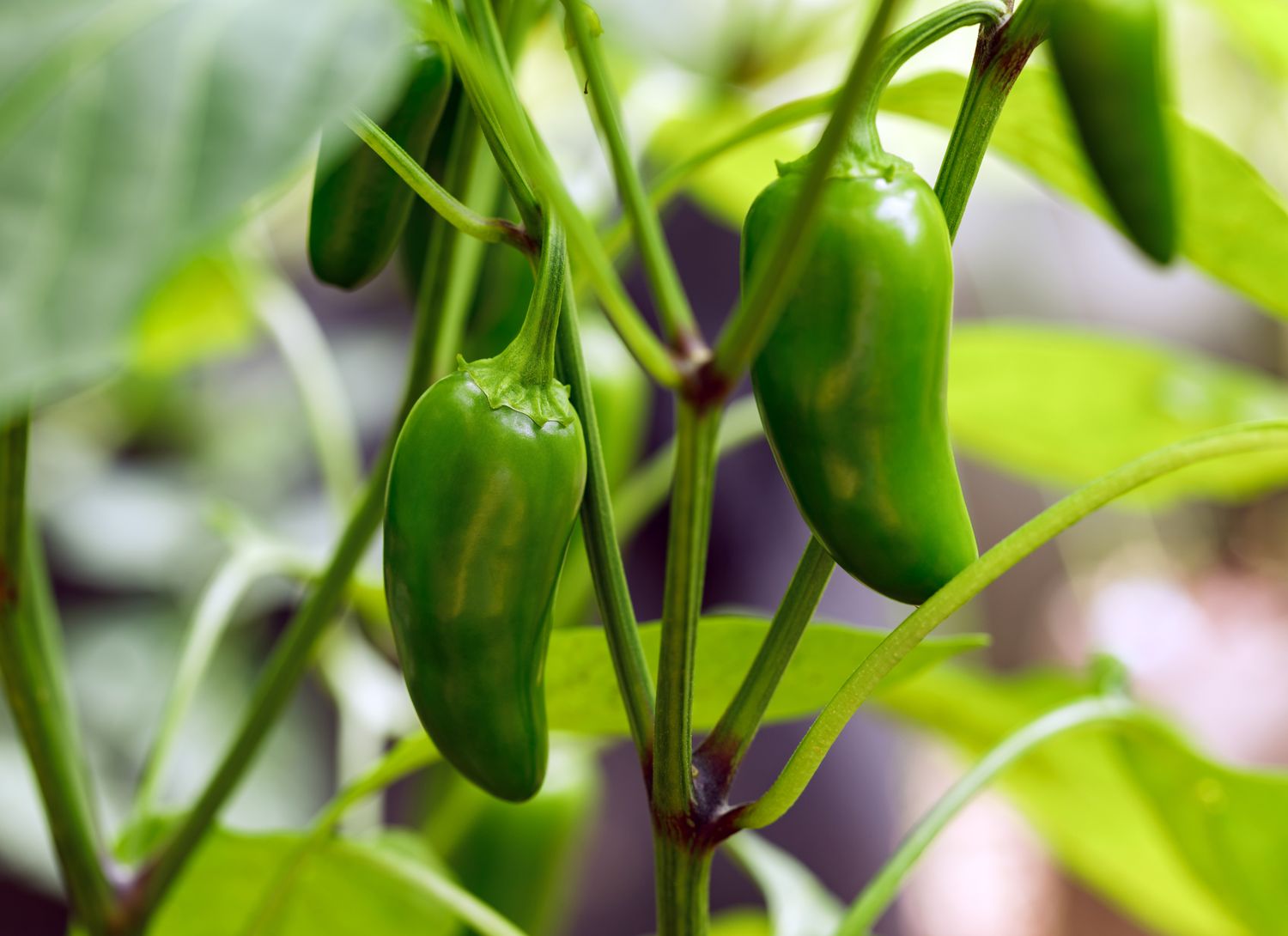 jalapeno peppers growing in a garden