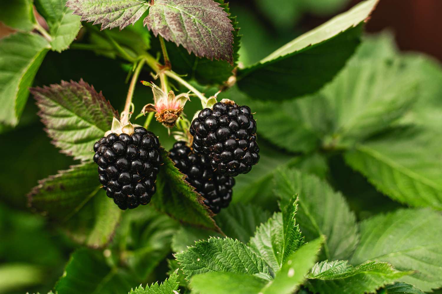 Organic fresh blackberry in the bush. Nature. Healthy Food
