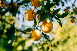 Oranges hanging from a tree branch with leaves