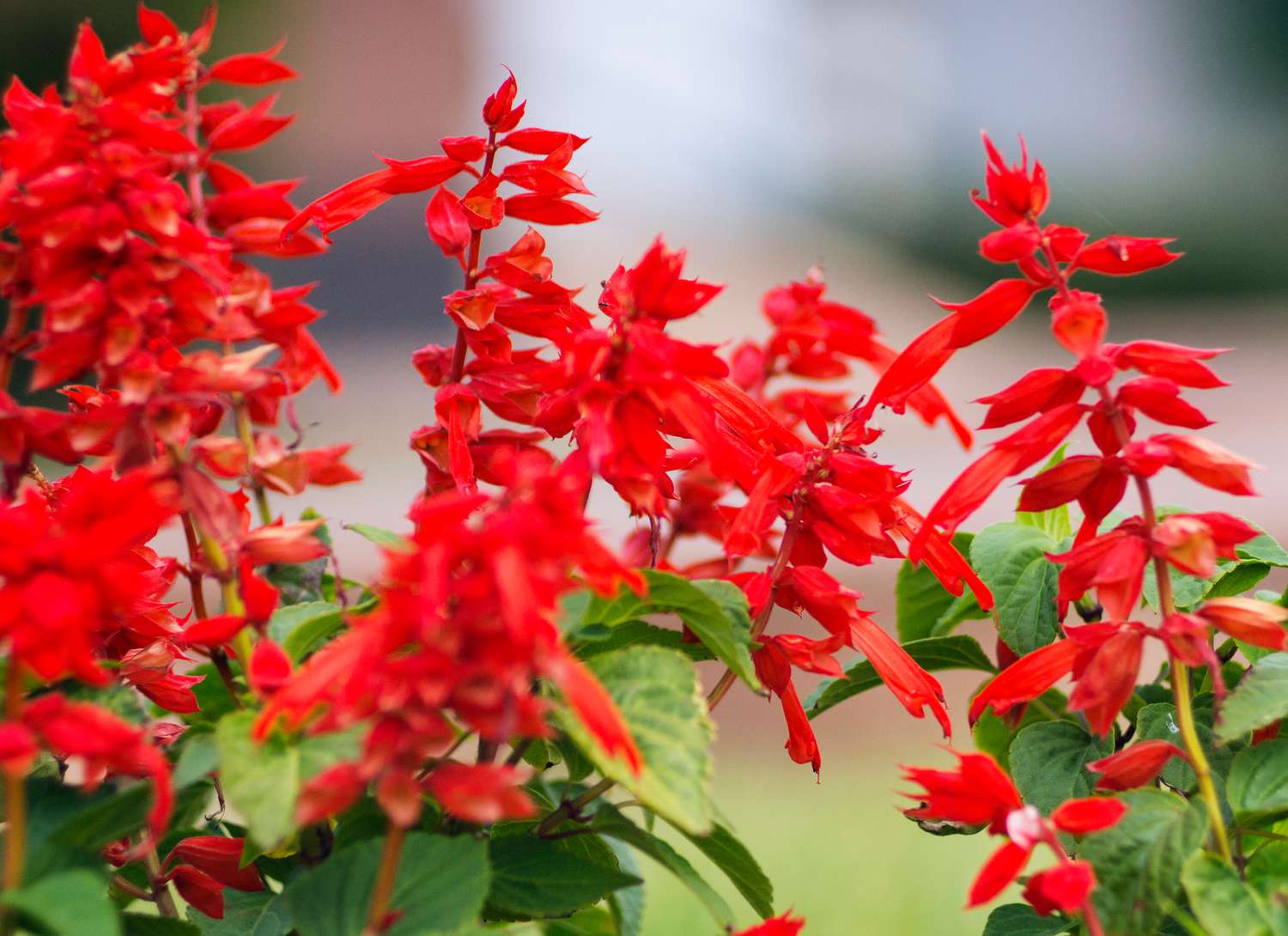 red scarlet sage plant in garden