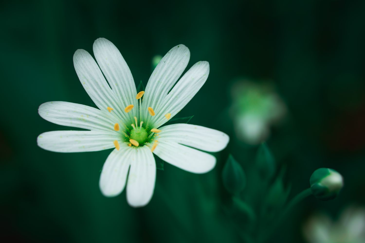 White forest flower on a dark green background