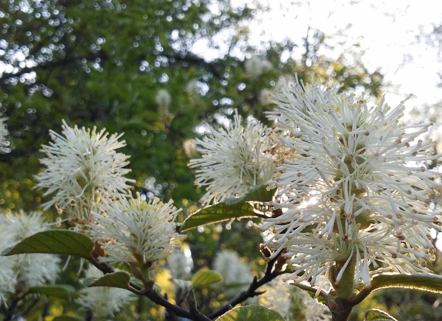 Dwarf Fothergilla shrub with white blooms