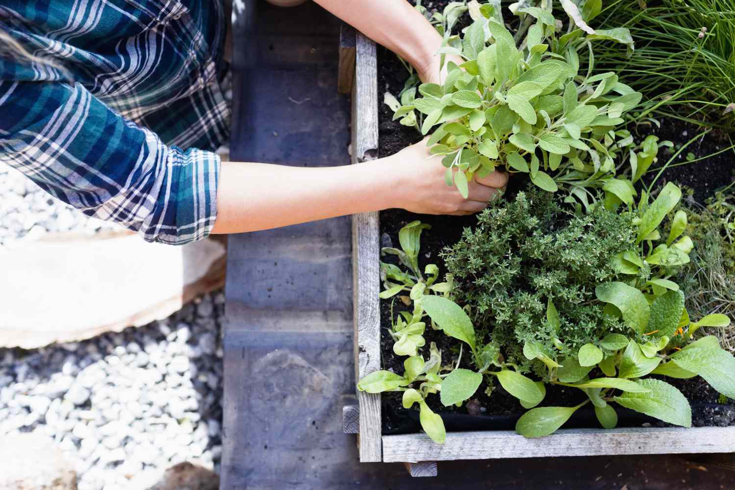 planting herbs in an herb garden