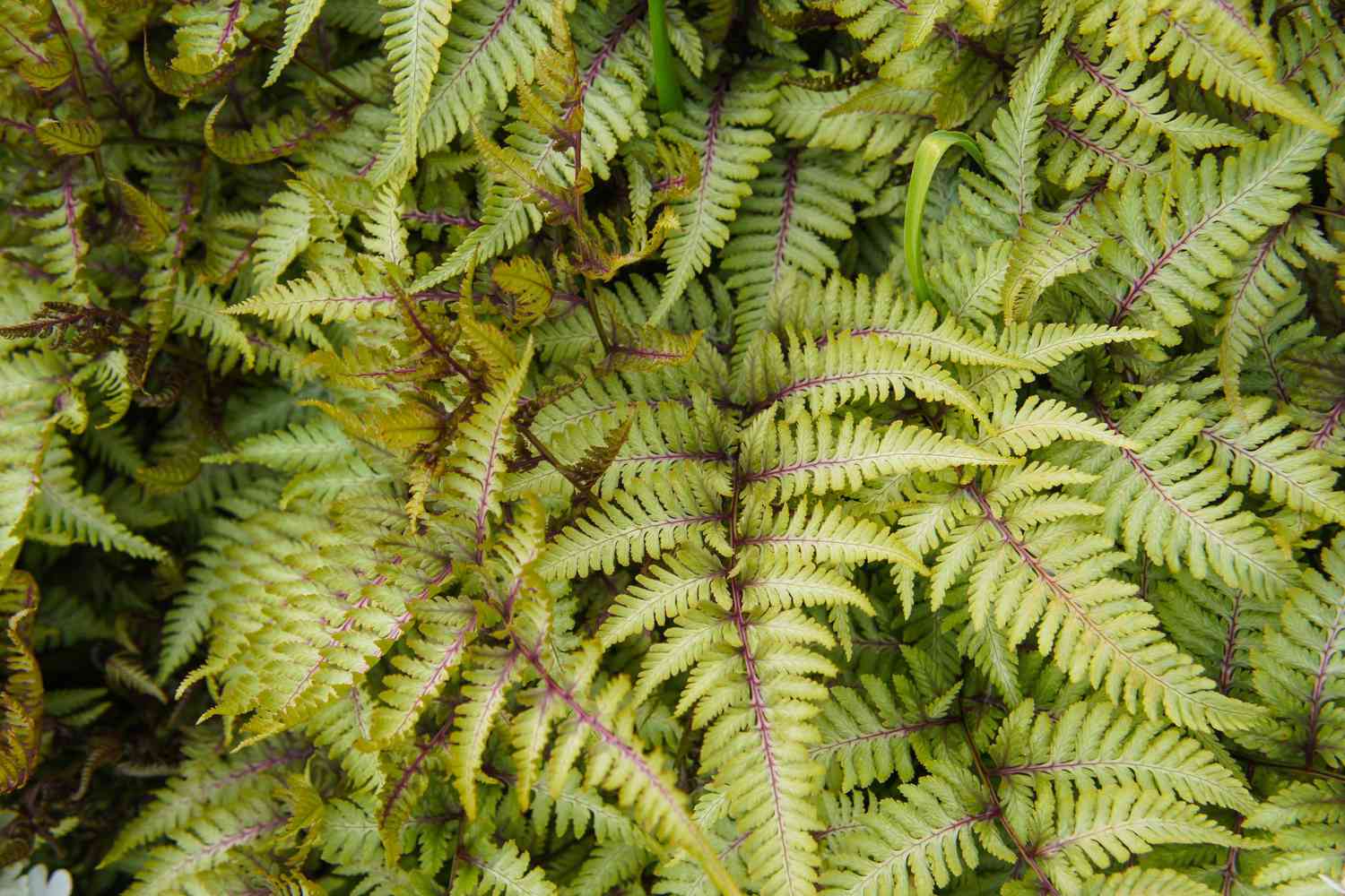 Japanese Painted Fern