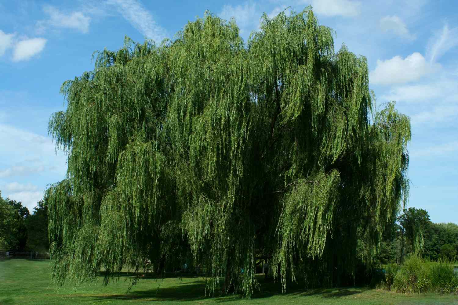 A large willow tree with drooping branches and leaves on a grassy area